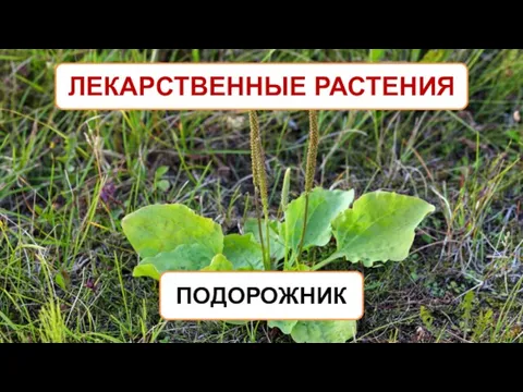 ЛЕКАРСТВЕННЫЕ РАСТЕНИЯ ПОДОРОЖНИК