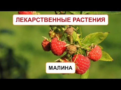 ЛЕКАРСТВЕННЫЕ РАСТЕНИЯ МАЛИНА