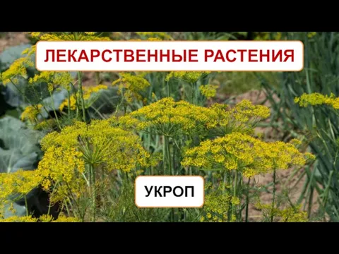 ЛЕКАРСТВЕННЫЕ РАСТЕНИЯ УКРОП