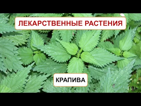 ЛЕКАРСТВЕННЫЕ РАСТЕНИЯ КРАПИВА