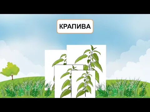 КРАПИВА