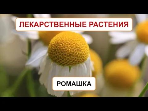 ЛЕКАРСТВЕННЫЕ РАСТЕНИЯ РОМАШКА