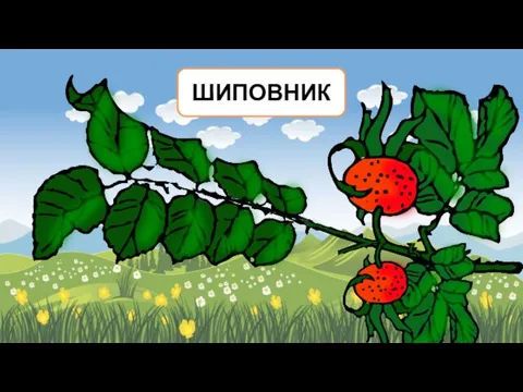 ШИПОВНИК