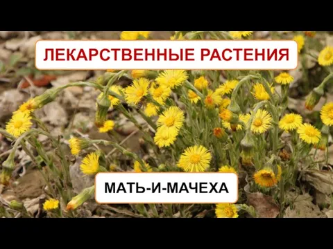 ЛЕКАРСТВЕННЫЕ РАСТЕНИЯ МАТЬ-И-МАЧЕХА