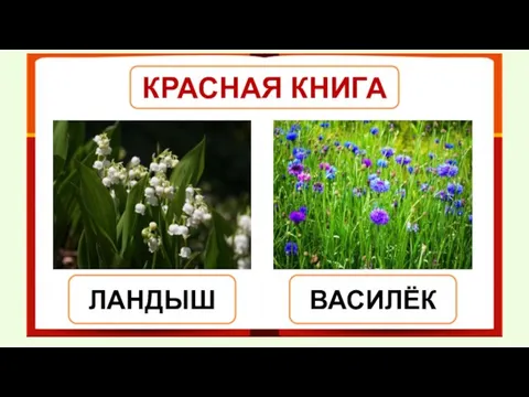 КРАСНАЯ КНИГА ЛАНДЫШ ВАСИЛЁК