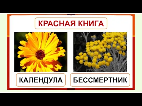 КРАСНАЯ КНИГА КАЛЕНДУЛА БЕССМЕРТНИК