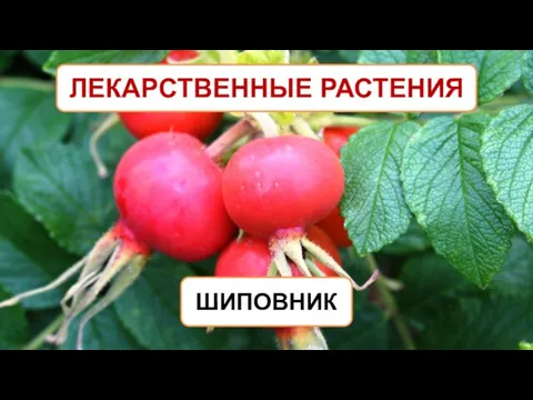 ЛЕКАРСТВЕННЫЕ РАСТЕНИЯ ШИПОВНИК