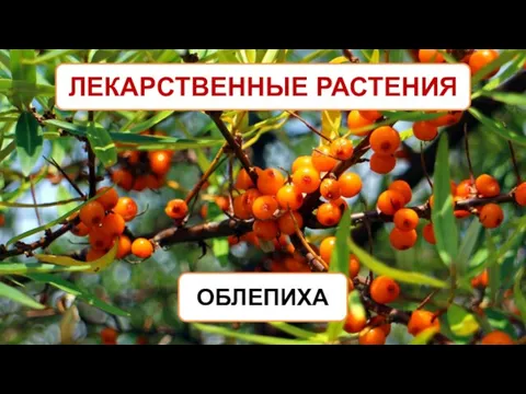 ЛЕКАРСТВЕННЫЕ РАСТЕНИЯ ОБЛЕПИХА