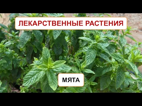 ЛЕКАРСТВЕННЫЕ РАСТЕНИЯ МЯТА