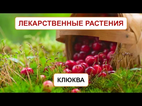 ЛЕКАРСТВЕННЫЕ РАСТЕНИЯ КЛЮКВА