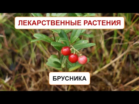 ЛЕКАРСТВЕННЫЕ РАСТЕНИЯ БРУСНИКА