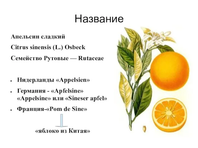 Название Апельсин сладкий Citrus sinensis (L.) Osbeck Семейство Рутовые — Rutaceae Нидерланды