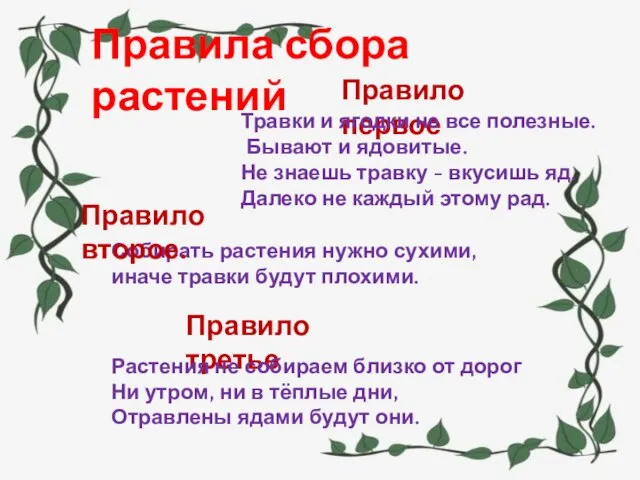 Правила сбора растений Собирать растения нужно сухими, иначе травки будут плохими. Правило