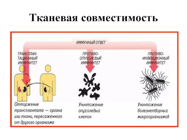 Тканевая совместимость