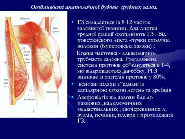 Особливості анатомічної будови грудних залоз. ГЗ складається із 8-12 часток залозистої тканини.