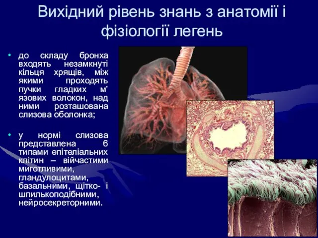 Вихідний рівень знань з анатомії і фізіології легень до складу бронха входять