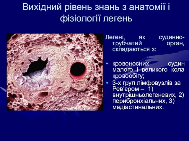 Вихідний рівень знань з анатомії і фізіології легень Легені, як судинно-трубчатий орган,