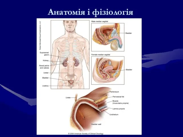 Анатомія і фізіологія