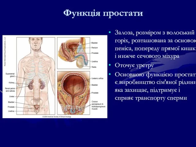 Функція простати Залоза, розміром з волоський горіх, розташована за основою пеніса, попереду