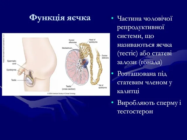 Функція яєчка Частина чоловічої репродуктивної системи, що називаються яєчка (тестіс) або статеві