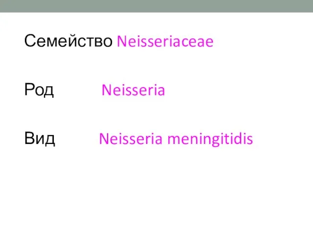 Семейство Neisseriaceae Род Neisseria Вид Neisseria meningitidis