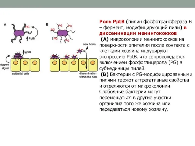 Роль PptB (пилин фосфотрансфераза В – фермент, модифицирующий пили) в диссеминации менингококков
