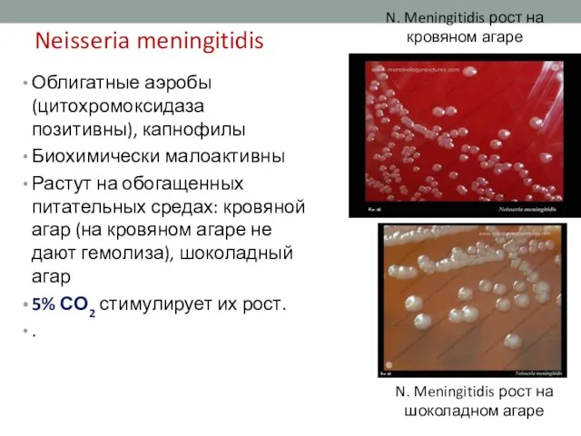 Neisseria meningitidis Облигатные аэробы (цитохромоксидаза позитивны), капнофилы Биохимически малоактивны Растут на обогащенных