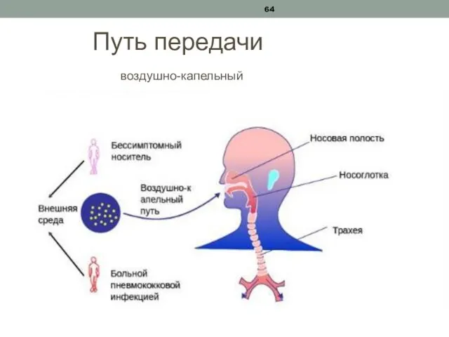 Путь передачи воздушно-капельный