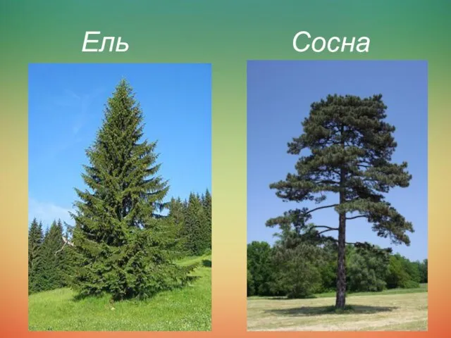 Ель Сосна Сосна Ель