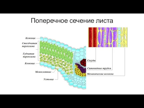 Поперечное сечение листа