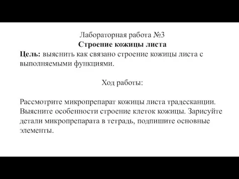 Лабораторная работа №3 Строение кожицы листа Цель: выяснить как связано строение кожицы