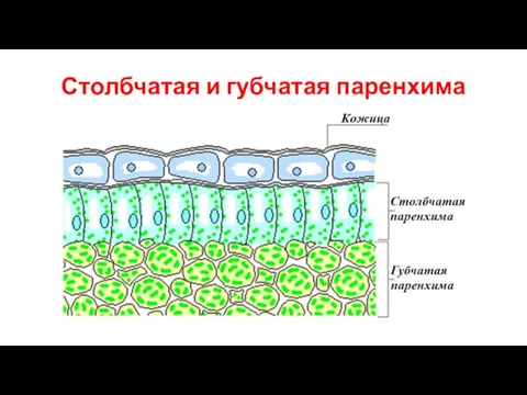 Столбчатая и губчатая паренхима