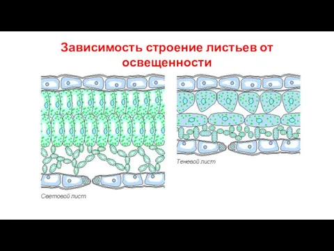 Зависимость строение листьев от освещенности