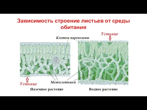 Зависимость строение листьев от среды обитания