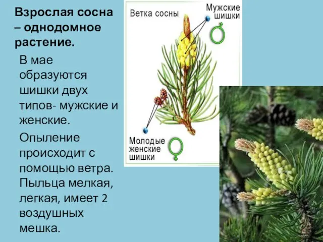 Взрослая сосна – однодомное растение. В мае образуются шишки двух типов- мужские