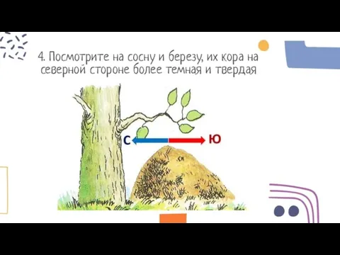 4. Посмотрите на сосну и березу, их кора на северной стороне более темная и твердая