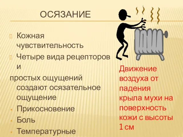 ОСЯЗАНИЕ Кожная чувствительность Четыре вида рецепторов и простых ощущений создают осязательное ощущение