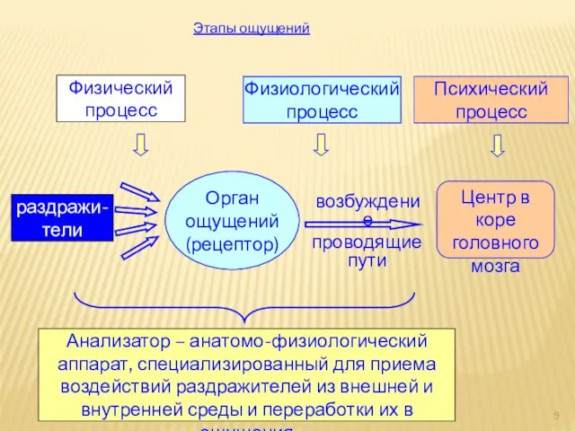 раздражи-тели Орган ощущений (рецептор) Центр в коре головного мозга Анализатор – анатомо-физиологический