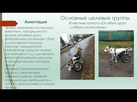 Основные целевые группы Животные приюта «Особый друг» - собаки колясочники Проект направлен