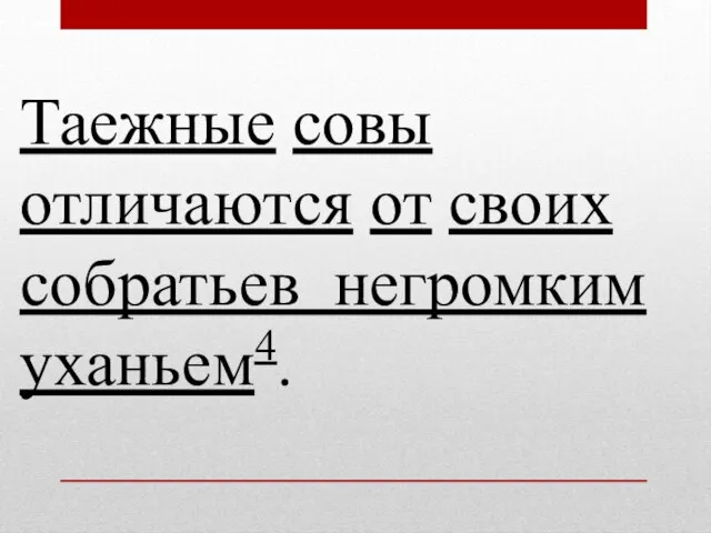 Таежные совы отличаются от своих собратьев негромким уханьем4.