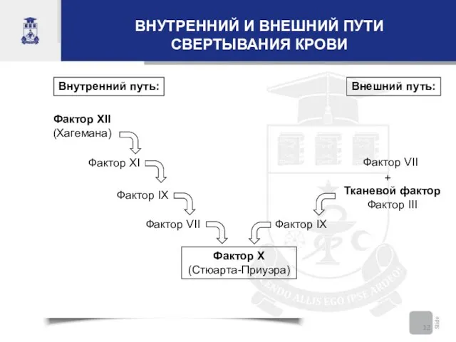 ВНУТРЕННИЙ И ВНЕШНИЙ ПУТИ СВЕРТЫВАНИЯ КРОВИ Внешний путь: Внутренний путь: Фактор XII