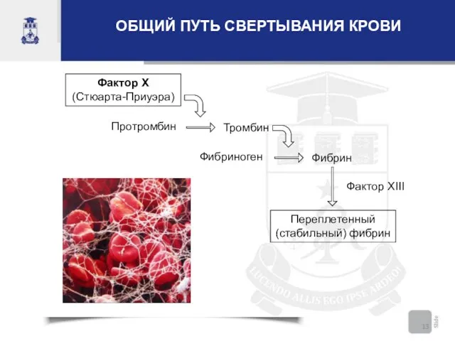 ОБЩИЙ ПУТЬ СВЕРТЫВАНИЯ КРОВИ Фактор X (Стюарта-Приуэра) Протромбин Тромбин Фибриноген Фибрин Фактор XIII Переплетенный (стабильный) фибрин