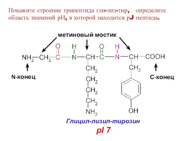 Глицил-лизил-тирозин pI 7 N-конец С-конец метиновый мостик Покажите строение трипептида гли-лиз-тир, определите