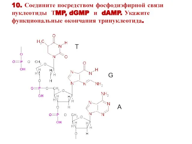 Т G А 10. Соедините посредством фосфодиэфирной связи нуклеотиды ТMP, dGMP и