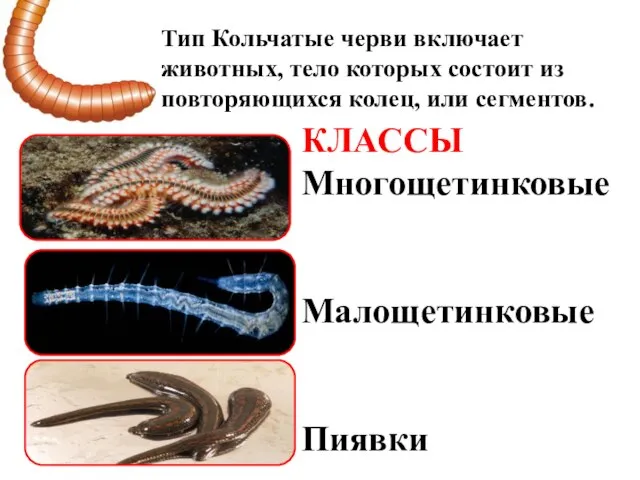 Тип Кольчатые черви включает животных, тело которых состоит из повторяющихся колец, или