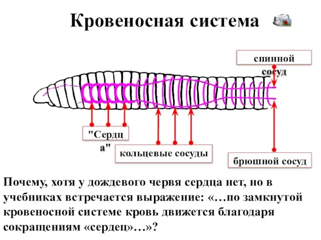 Кровеносная система Почему, хотя у дождевого червя сердца нет, но в учебниках