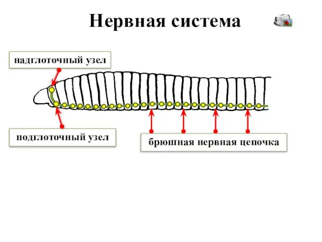 Нервная система