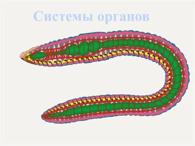 Системы органов