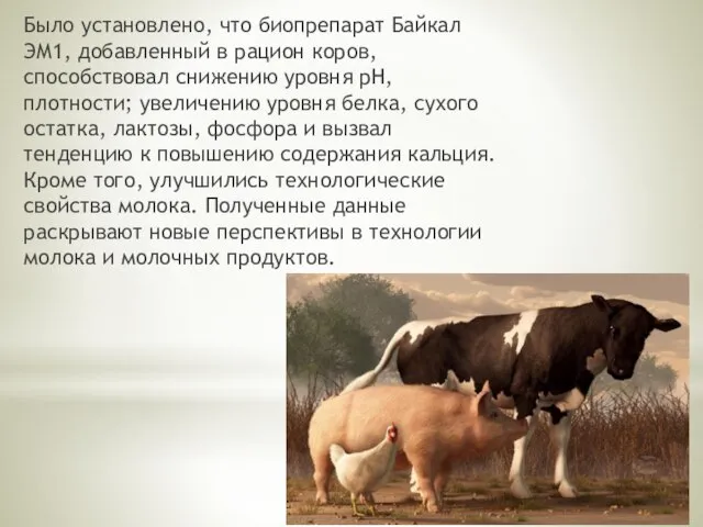 Было установлено, что биопрепарат Байкал ЭМ1, добавленный в рацион коров, способствовал снижению