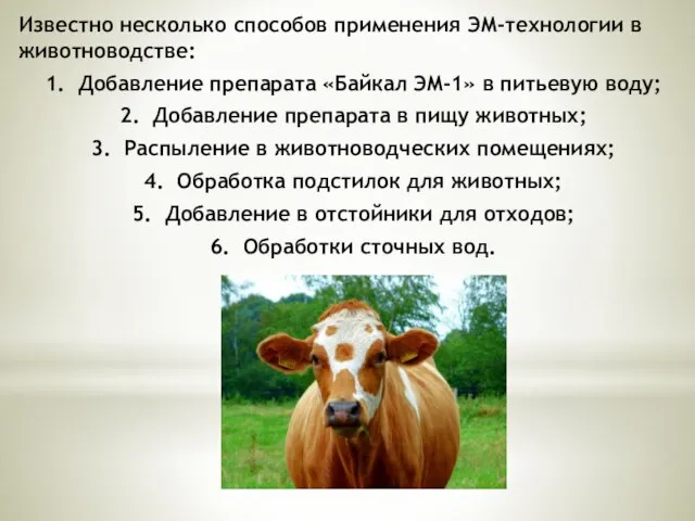 Известно несколько способов применения ЭМ-технологии в животноводстве: 1. Добавление препарата «Байкал ЭМ-1»